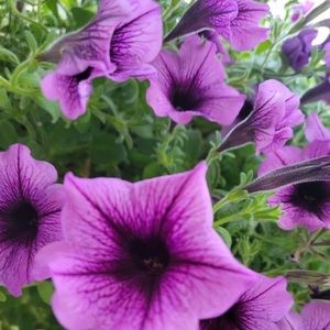 Meet your Posher, Lucy villafane